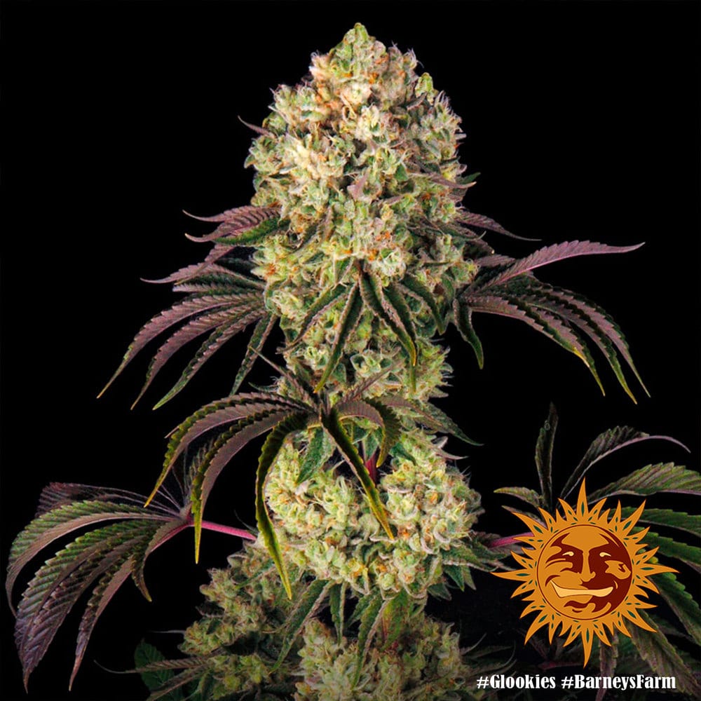 Glookies Feminized Cannabis Seeds by Barneys Farm Glookies Feminized Cannabis Seeds by Barneys Farm
