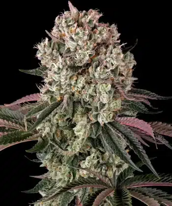 Glookies Feminized Cannabis Seeds by Barneys Farm