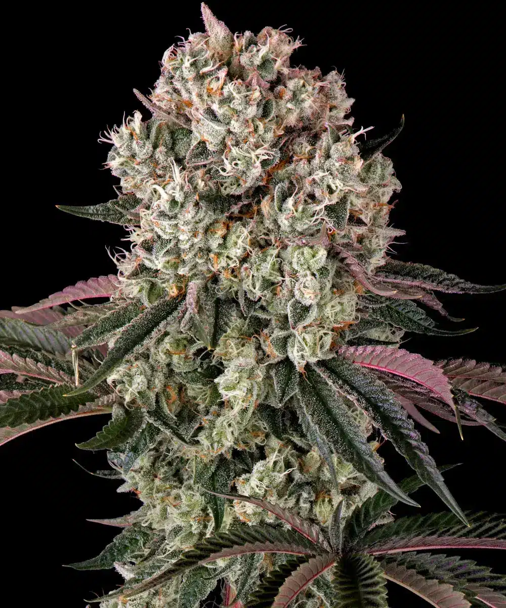 Glookies Feminized Cannabis Seeds by Barneys Farm Glookies Feminized Cannabis Seeds by Barneys Farm