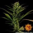 Glue Gelato Auto Cannabis Seeds by Barneys Farm