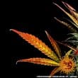 Glue Gelato Auto Cannabis Seeds by Barneys Farm