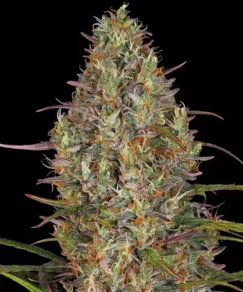 Glue Gelato Auto Cannabis Seeds by Barneys Farm