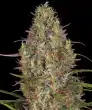 Glue Gelato Auto Cannabis Seeds by Barneys Farm
