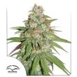 Glueberry OG Feminized by Dutch Passion Seeds