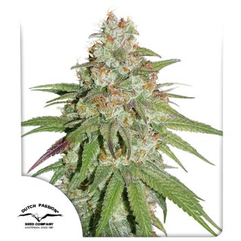 Glueberry OG Feminized by Dutch Passion Seeds