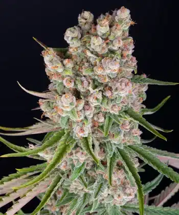GMO Auto Cannabis Seeds by Barneys Farm