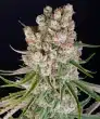 GMO Auto Cannabis Seeds by Barneys Farm
