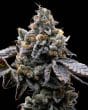 GMO Cookies Feminized Cannabis Seeds by Barneys Farm