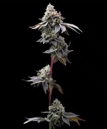 GMO Cookies Feminized Cannabis Seeds by Barneys Farm