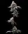 GMO Cookies Feminized Cannabis Seeds by Barneys Farm