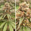 DP GMO Fast Feminized Cannabis Seeds by Dutch Passion Seeds