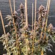 DP GMO Fast Feminized Cannabis Seeds by Dutch Passion Seeds
