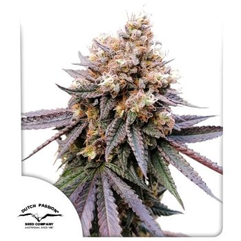 DP GMO Fast Feminized Cannabis Seeds by Dutch Passion Seeds