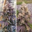 DP GMO Fast Feminized Cannabis Seeds by Dutch Passion Seeds