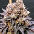 DP GMO Fast Feminized Cannabis Seeds by Dutch Passion Seeds