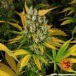 GMO Feminized Cannabis Seeds by Barneys Farm