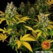 GMO Feminized Cannabis Seeds by Barneys Farm