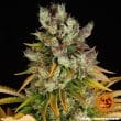 GMO Feminized Cannabis Seeds by Barneys Farm
