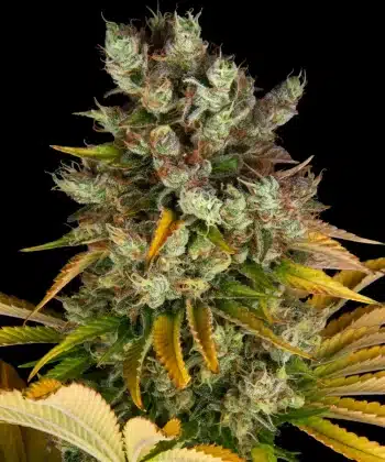 GMO Feminized Cannabis Seeds by Barneys Farm