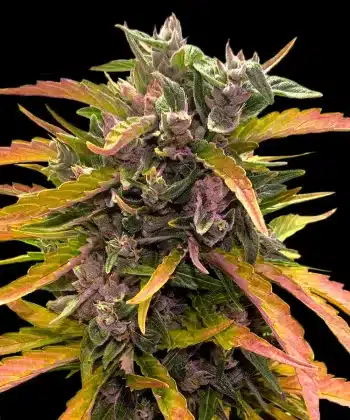 Gorilla Glue Auto Cannabis Seeds by Barneys Farm