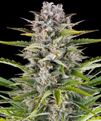 Gorilla Zkittlez Auto Cannabis Seeds by Barneys Farm
