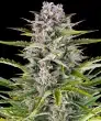 Gorilla Zkittlez Auto Cannabis Seeds by Barneys Farm