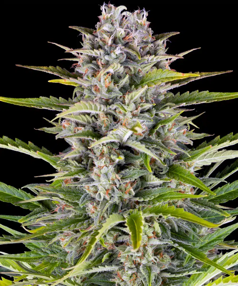Gorilla Zkittlez Auto Cannabis Seeds by Barneys Farm Gorilla Zkittlez Auto Cannabis Seeds by Barneys Farm