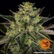 Gorilla Zkittlez Feminized Cannabis Seeds by Barneys Farm