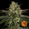 Gorilla Zkittlez Feminized Cannabis Seeds by Barneys Farm