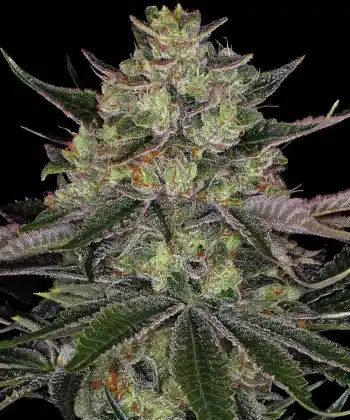 Gorilla Zkittlez Feminized Cannabis Seeds by Barneys Farm