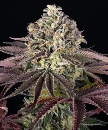 GrandDaddy Purple Feminized Cannabis Seeds by Barneys Farm