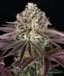 GrandDaddy Purple Feminized Cannabis Seeds by Barneys Farm