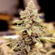 HiFi 4G Feminized Cannabis Seeds by Dutch Passion Seeds