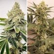 HiFi 4G Feminized Cannabis Seeds by Dutch Passion Seeds