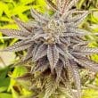 HiFi 4G Feminized Cannabis Seeds by Dutch Passion Seeds