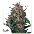 Hollands Hope Regular by Dutch Passion Seeds