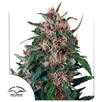 Hollands Hope Regular by Dutch Passion Seeds