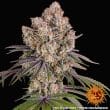Ice Cream Cake Feminized Cannabis Seeds by Barneys Farm