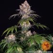 Ice Cream Cake Feminized Cannabis Seeds by Barneys Farm