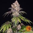 Ice Cream Cake Feminized Cannabis Seeds by Barneys Farm