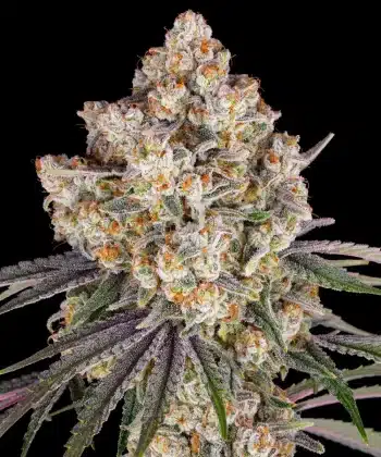 Ice Cream Cake Feminized Cannabis Seeds by Barneys Farm