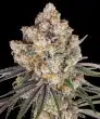 Ice Cream Cake Feminized Cannabis Seeds by Barneys Farm