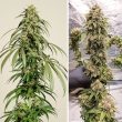 DP Ice Cream Haze Feminized Cannabis Seeds by Dutch Passion Seeds