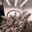 DP Ice Cream Haze Feminized Cannabis Seeds by Dutch Passion Seeds