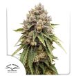 DP Ice Cream Haze Feminized Cannabis Seeds by Dutch Passion Seeds