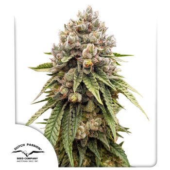 DP Ice Cream Haze Regular Cannabis Seeds by Dutch Passion Seeds