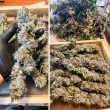 DP Ice Cream Haze Feminized Cannabis Seeds by Dutch Passion Seeds