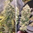 DP Ice Cream Haze Feminized Cannabis Seeds by Dutch Passion Seeds