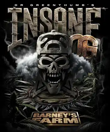 Insane OG Feminized Cannabis Seeds by Barneys Farm