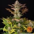 Jealousy Feminized Cannabis Seeds by Barneys Farm